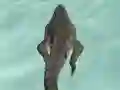 Mäng Crocodile Simulator Beach Hunt Internetis