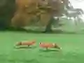 Mäng Hunted Fox Internetis