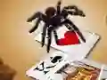 Mäng Jumping Spider Internetis