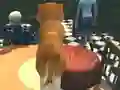 Mäng Dog Simulator: Puppy Craft Internetis