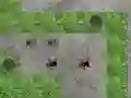 Mäng Spider Tower Defence Internetis