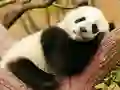 Mäng Animal Differences Internetis