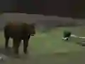 Mäng Bear Den Internetis