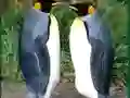 Mäng Penguin Puzzle Internetis