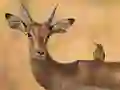 Mäng Wild Deer Jigsaw Internetis