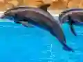 Mäng Sea Dolphin Jigsaw Internetis