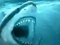 Mäng Hungry Shark Internetis