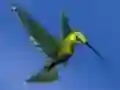 Mäng Hummingbird House Escape Internetis