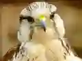 Mäng Gyrfalcon Jigsaw Internetis