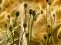 Mäng Poppy Bud Jigsaw Internetis