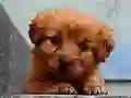 Mäng Puppy Puzzle Internetis