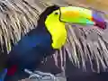Mäng Toucan Bird Jigsaw Internetis