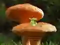 Mäng Mushroom Plant Land Escape Internetis