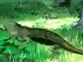 Mäng Lizard Forest Escape Internetis