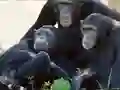Mäng Funny Chimpanzee Jungle Escape Internetis