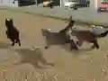 Mäng Run Cat Cat Race Internetis