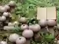 Mäng Lycoperdon Mushroom Land Escape Internetis