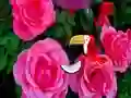 Mäng Precious Rose Escape Internetis