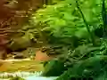 Mäng Peaceful Rainbow Forest Escape Internetis