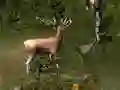 Mäng Sniper Hunting Deadly Animal Internetis