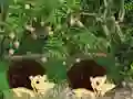 Mäng Escape From Mango Farm Internetis