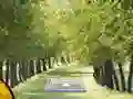 Mäng Pair of Cat Escape Internetis