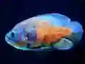 Mäng Tiger Fish Jigsaw Internetis