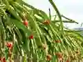 Mäng Dragon Fruit Animal Escape Internetis