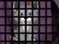 Mäng Trapped Wolf Rescue Internetis