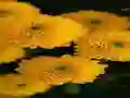 Mäng Chrysanthemums Jigsaw Internetis