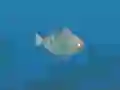Mäng Fish Companions Internetis