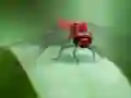 Mäng Dragon Fly Jigsaw Internetis