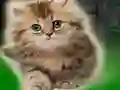 Mäng Couple Kitten Escape Internetis