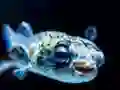Mäng Puffer Fish Jigsaw Internetis
