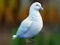 Mäng Realistic Pigeon Rescue Internetis