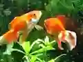 Mäng Blue Fish Escape Internetis