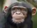 Mäng Chimpanzee Jigsaw Internetis