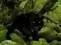 Mäng Escape from Black Panther Forest Internetis