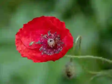 Mäng Poppy Nature Flower Jigsaw Internetis