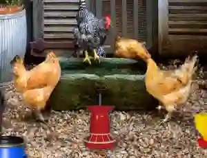 Mäng Poultry Farm Easter Escape Internetis