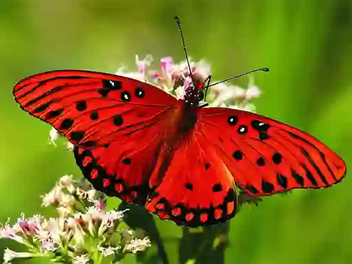 Mäng Nature Jigsaw Puzzle Butterfly Internetis