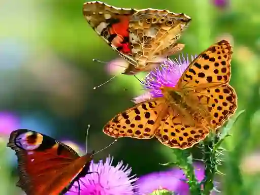 Mäng Butterfly Slide Internetis