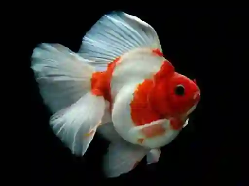 Mäng Gold Fish Jigsaw Puzzle Internetis