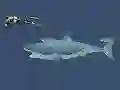 Mäng Mad Shark Internetis