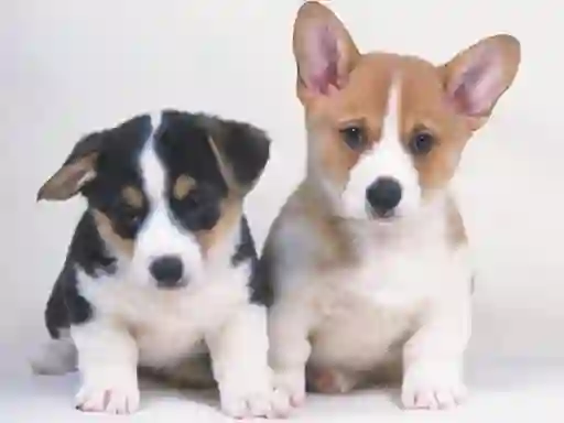 Mäng Cute Puppies Puzzle Internetis