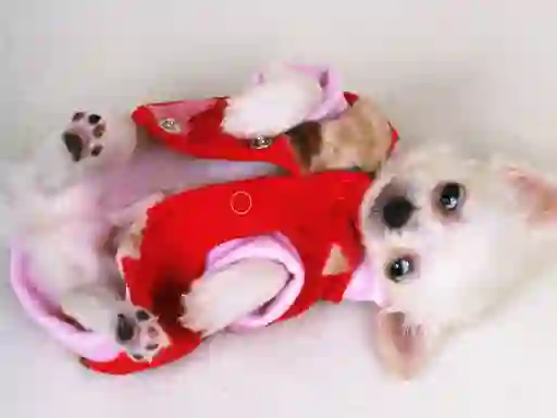 Mäng Lovely Puppy Slide Internetis