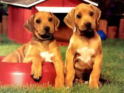 Mäng Puppy Pairs Puzzle Internetis