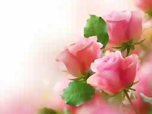 Mäng Pink Roses Internetis