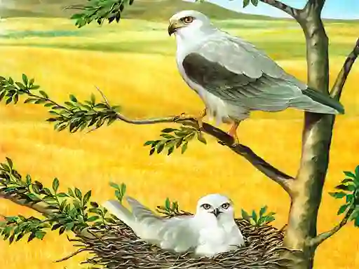 Mäng Birds Of Prey Puzzle Internetis