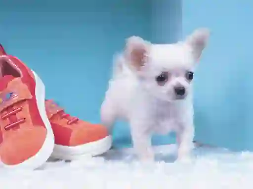 Mäng Lovely Puppy Puzzle Internetis